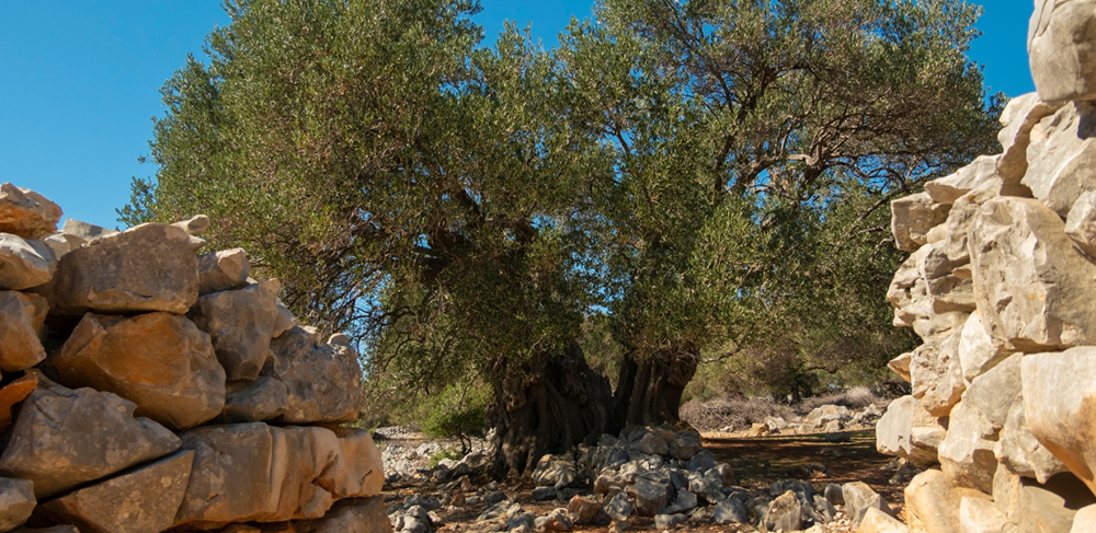 Zeytin Ağaçlarının Bin Yıllık Tarihi