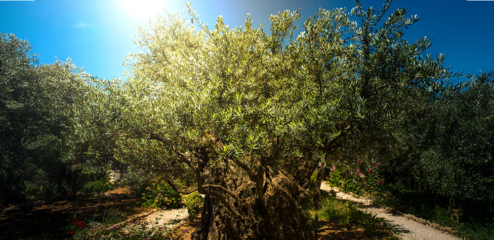Tanrıların Ağacından Sofralara: Zeytinin Mitolojik Yankısı