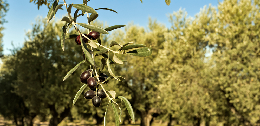 Zeytin Ağaçları: Doğanın Mucizesi ve Sağlıklı Yaşamın Sırrı
