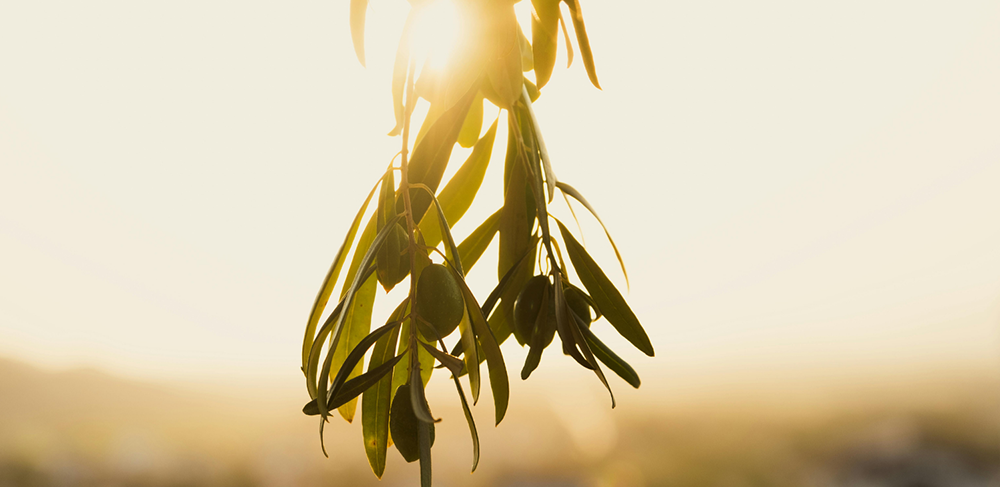 Zeytin Ağacının Mitolojik Kökenleri 