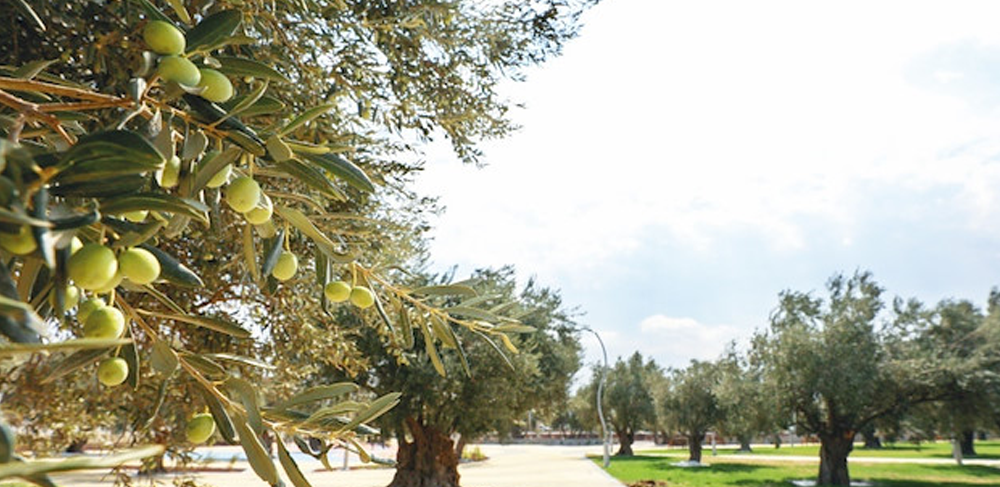 Bergama'nın Zeytinleri ile Zeytin Yağı