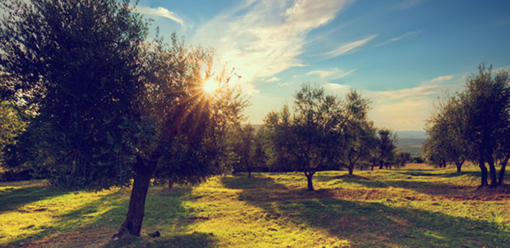 Bergama’nın Zeytin Ağaçlarının Kısa Tarihi