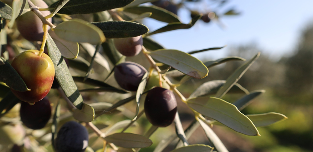 Bergama Zeytin Ağaçlarının Eşsiz Zenginliği