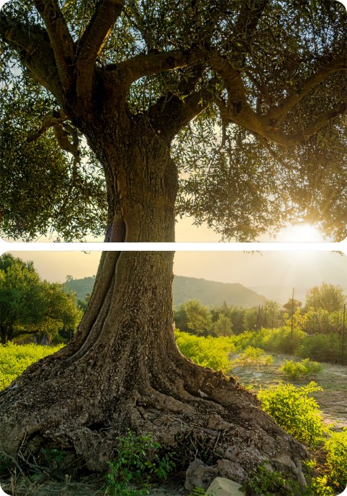 <span>Köklerinden</span> Sofranıza Ulaşan Zarafet