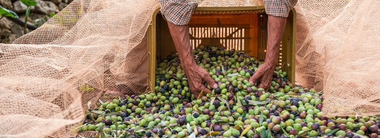 Asırlık Tecrübeden Sofranıza